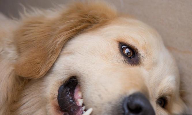 一月金毛的水果盛宴（探究金毛喜欢吃什么水果及其营养价值）(图3)