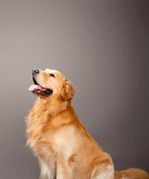 一月金毛的水果盛宴（探究金毛喜欢吃什么水果及其营养价值）(图2)