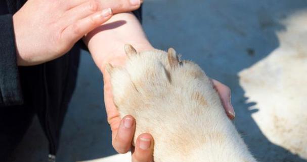 如何选择适合剃毛的时间（理发师告诉你最佳剃毛时间和方法） - 悠悠酷狗网