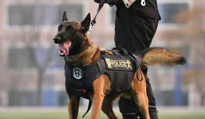 以军犬（种类多样、训练严格，以军犬助力军队使命） - 悠悠酷狗网