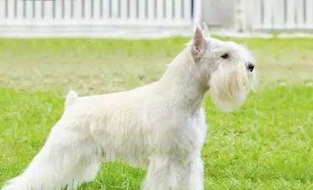 罗威纳犬裁耳的原因及争议（了解为何罗威纳犬需要裁耳并探讨相关争议） - 悠悠酷狗网