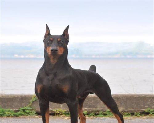 罗威纳犬裁耳的原因及争议(了解为何罗威纳犬需要裁耳并探讨相关争议)(图2) 罗威纳犬裁耳的原因及争议(了解为何罗威纳犬需要裁耳并探讨相关争议)(图2)