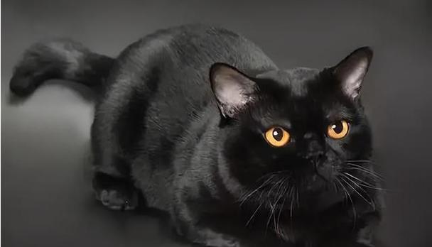 猫眼中的黑色之谜（探秘猫眼中的神秘黑色）(图1)