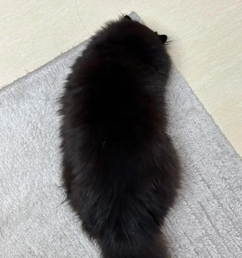 猫眼中的黑色之谜（探秘猫眼中的神秘黑色）(图3)