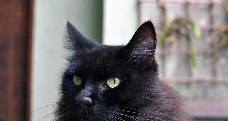 猫眼中的黑色之谜（探秘猫眼中的神秘黑色）(图2)