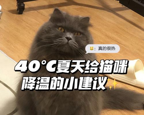 猫咪的排汗方式及其重要性（揭秘猫咪排汗的奥秘，了解猫咪健康的秘诀） - 悠悠酷狗网