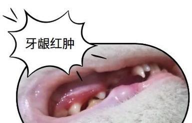 解决猫咪牙龈发炎出血的药物选择（综合分析口腔护理药物，找到最佳治疗方法） - 悠悠酷狗网