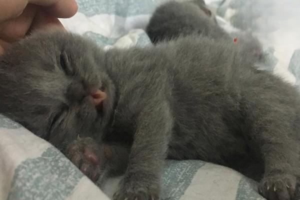 犬猫心房间隔损伤 - 悠悠酷狗网