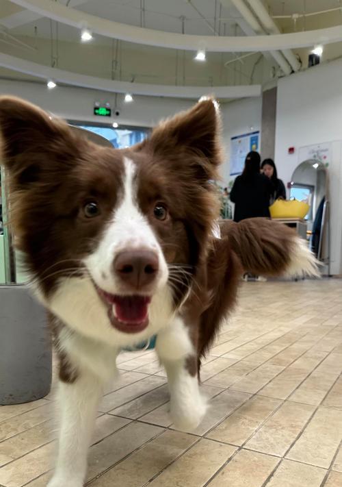 了解如何给一个月大的狗提供合适的饮食（一月龄狗宝宝的饮食需求及建议）(图2)