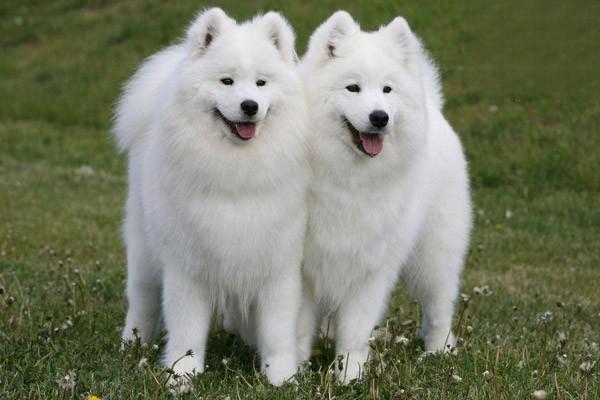 犬猫心房间隔损伤(图2)