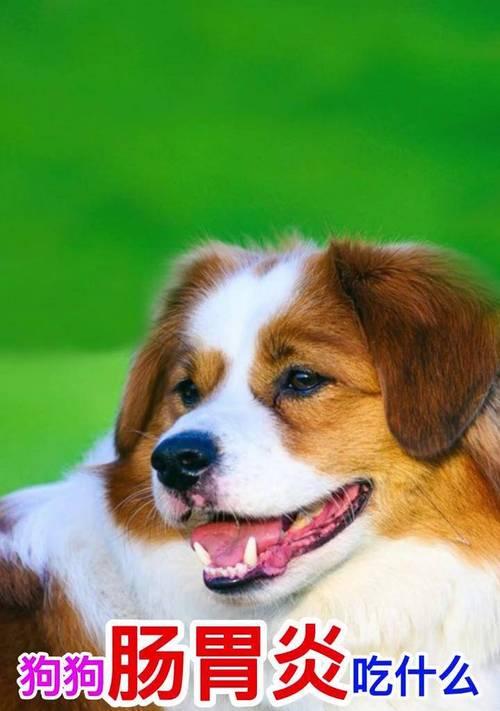 了解如何给一个月大的狗提供合适的饮食（一月龄狗宝宝的饮食需求及建议） - 悠悠酷狗网