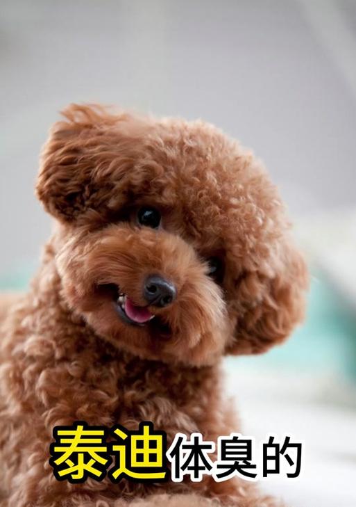 泰迪狗狗嘴巴臭的原因及解决方法（了解泰迪狗狗口臭的原因，让你的宠物口气清新如初）(图3)