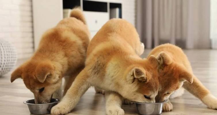 了解如何给一个月大的狗提供合适的饮食（一月龄狗宝宝的饮食需求及建议）(图3)