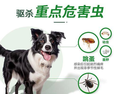 如何有效治疗狗身上起包的方法（探索最佳药物用于治疗狗身上起包的方式） - 悠悠酷狗网