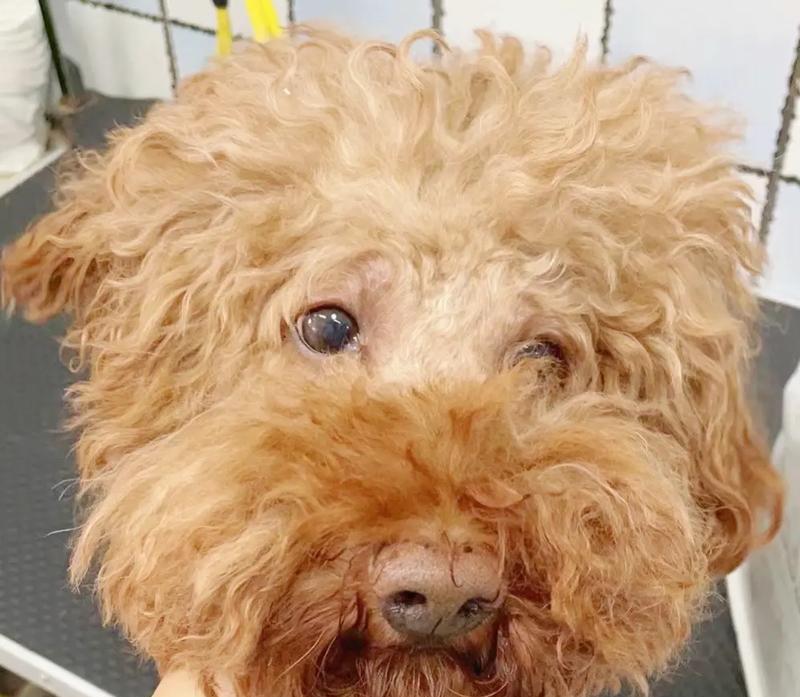 泰迪狗狗嘴巴臭的原因及解决方法（了解泰迪狗狗口臭的原因，让你的宠物口气清新如初）(图2)