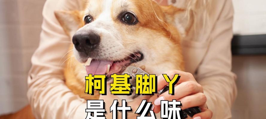 为什么狗喜欢闻人类的脚味？（探索狗狗对人类脚味的独特兴趣及可能原因） - 悠悠酷狗网