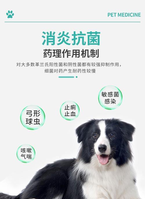 小狗感染弓形虫时，应该吃什么药？（详解小狗感染弓形虫后的药物治疗方案）(图2)