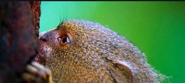 狨猴的特征和习性（探索狨猴的外貌、行为和生态习惯）(图1)