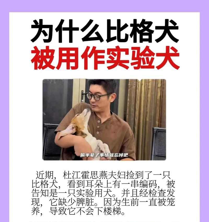 以比格为什么会变色(探究比格变色的原因及科学解释)(图1) 以比格为什么会变色(探究比格变色的原因及科学解释)(图1)