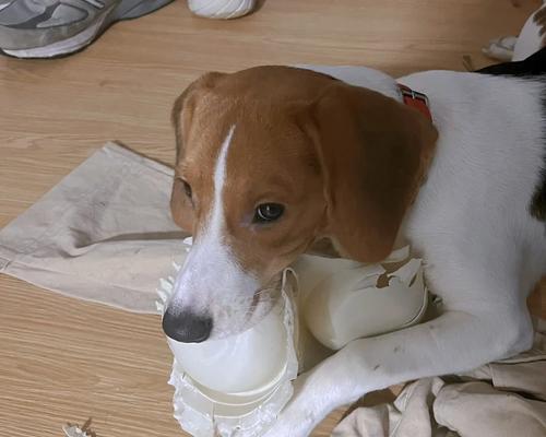 以比格为什么会变色(探究比格变色的原因及科学解释)(图2) 以比格为什么会变色(探究比格变色的原因及科学解释)(图2)