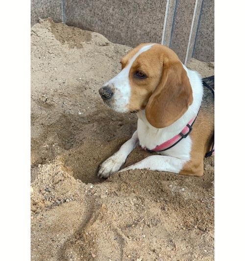 以比格为什么会变色(探究比格变色的原因及科学解释)(图3) 以比格为什么会变色(探究比格变色的原因及科学解释)(图3)