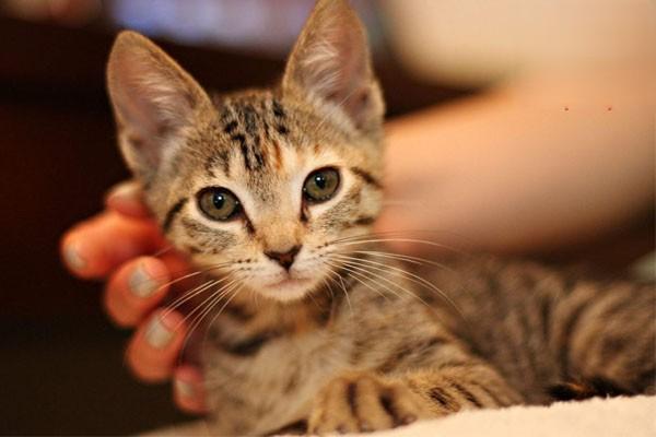 犬猫尿毒症治疗方案 犬猫尿毒症(图2)