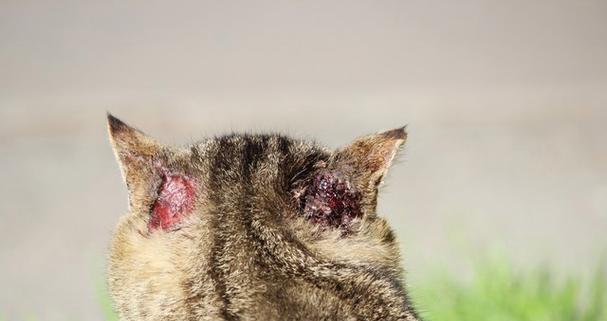 小猫为什么会有耳螨？（探寻小猫耳螨的成因及防治方法） - 悠悠酷狗网