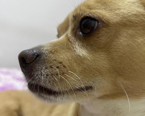 小狗狗为什么会干呕?(了解干呕原因,关爱你的小狗狗健康)(图1) 小狗狗为什么会干呕?(了解干呕原因,关爱你的小狗狗健康)(图1)