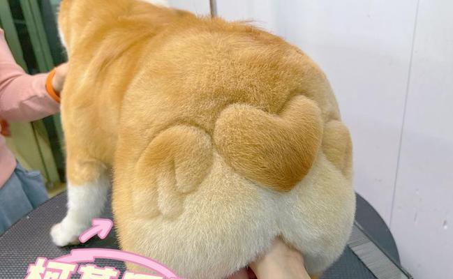 柯基毛为什么会变黄?(探究柯基毛变黄的原因及预防方法)(图2) 柯基毛为什么会变黄?(探究柯基毛变黄的原因及预防方法)(图2)