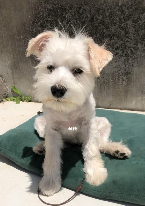 雪纳瑞狗狗狂犬疫苗接种时间解析(了解雪纳瑞狗狗的疫苗接种计划,守护它的健康)(图1) 雪纳瑞狗狗狂犬疫苗接种时间解析(了解雪纳瑞狗狗的疫苗接种计划,守护它的健康)(图1)