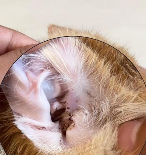 小猫为什么会有耳螨？（探寻小猫耳螨的成因及防治方法）(图3)
