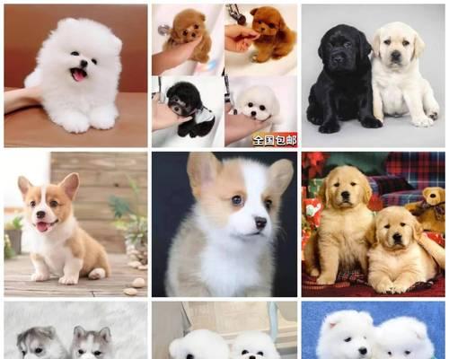 探寻养宠物的乐趣(从这些网站获得专业建议与分享)(图3) 探寻养宠物的乐趣(从这些网站获得专业建议与分享)(图3)