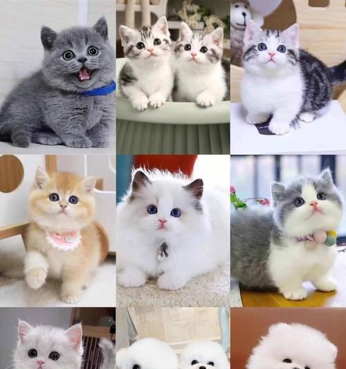 探寻养宠物的乐趣(从这些网站获得专业建议与分享)(图1) 探寻养宠物的乐趣(从这些网站获得专业建议与分享)(图1)