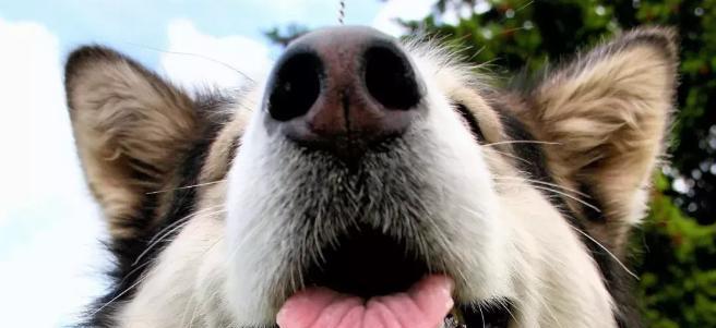 阿拉斯加为何长期有咳嗽问题(探寻阿拉斯加咳嗽问题的原因与解决方案)(图3) 阿拉斯加为何长期有咳嗽问题(探寻阿拉斯加咳嗽问题的原因与解决方案)(图3)