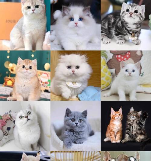 探寻养宠物的乐趣(从这些网站获得专业建议与分享)(图2) 探寻养宠物的乐趣(从这些网站获得专业建议与分享)(图2)