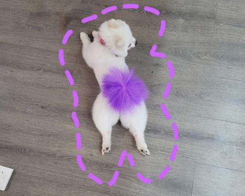 博美的独特屁股之美(探寻博美屁股的魅力和特点)(图3) 博美的独特屁股之美(探寻博美屁股的魅力和特点)(图3)