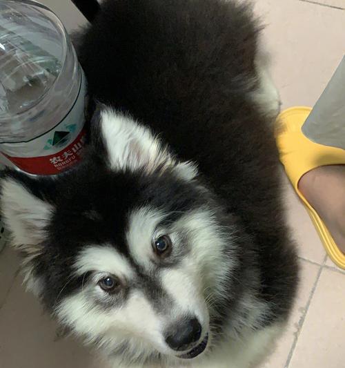 阿拉斯加为何长期有咳嗽问题(探寻阿拉斯加咳嗽问题的原因与解决方案)(图1) 阿拉斯加为何长期有咳嗽问题(探寻阿拉斯加咳嗽问题的原因与解决方案)(图1)