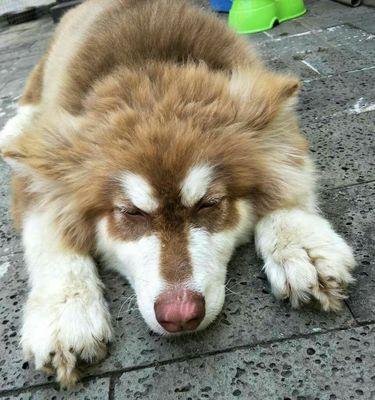 阿拉斯加为何长期有咳嗽问题(探寻阿拉斯加咳嗽问题的原因与解决方案)(图2) 阿拉斯加为何长期有咳嗽问题(探寻阿拉斯加咳嗽问题的原因与解决方案)(图2)