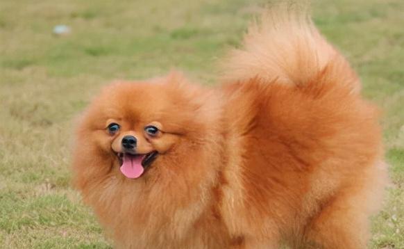 博美的独特屁股之美（探寻博美屁股的魅力和特点） - 悠悠酷狗网