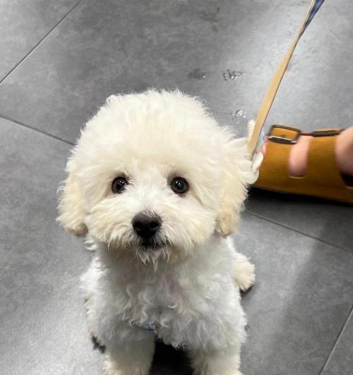 比熊犬泪痕问题的原因及解决方法(揭秘泪痕问题)(图3) 比熊犬泪痕问题的原因及解决方法(揭秘泪痕问题)(图3)