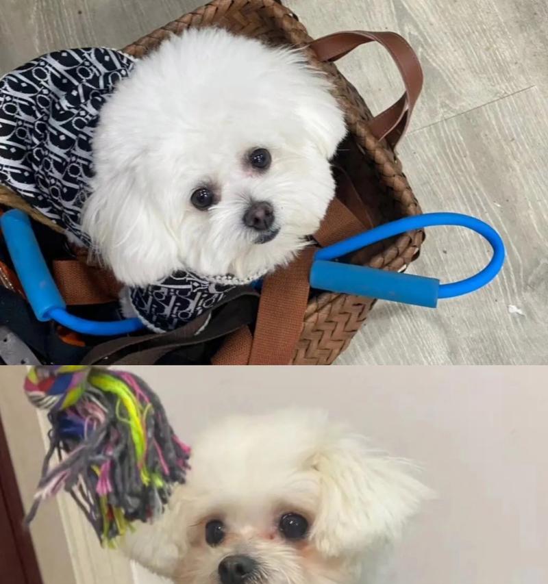 比熊犬泪痕问题的原因及解决方法（揭秘泪痕问题） - 悠悠酷狗网