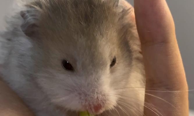 黑熊与金丝熊的交配（黑熊与金丝熊交配的后代特征及其生态意义）(图2)