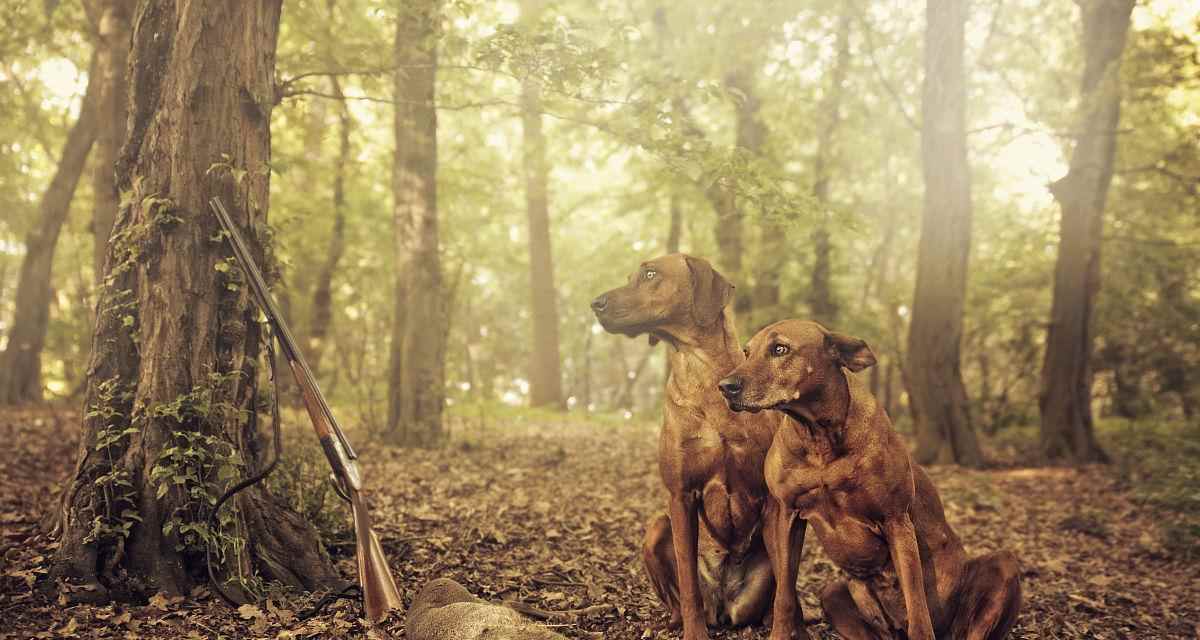 选择适合司犬的狗种打猎,助您事半功倍(如何挑选合适的狗种?一起来了解吧!)(图2) 选择适合司犬的狗种打猎,助您事半功倍(如何挑选合适的狗种?一起来了解吧!)(图2)