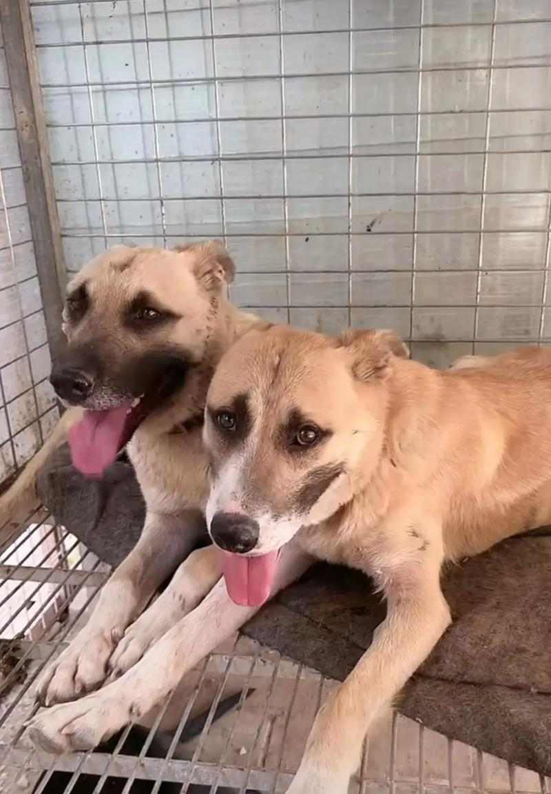 选择适合司犬的狗种打猎,助您事半功倍(如何挑选合适的狗种?一起来了解吧!)(图3) 选择适合司犬的狗种打猎,助您事半功倍(如何挑选合适的狗种?一起来了解吧!)(图3)