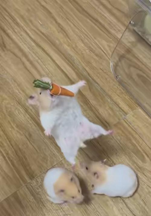 黑熊与金丝熊的交配（黑熊与金丝熊交配的后代特征及其生态意义） - 悠悠酷狗网