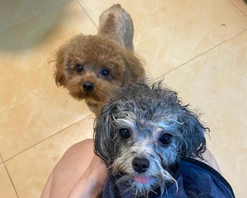 灰泰迪配对（探索灰泰迪配对的新颜色宇宙）(图3)