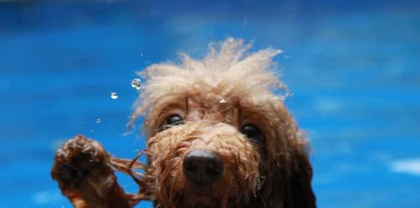 宠物泰迪幼犬的饮水需求解析（泰迪犬对不同水源的适应能力及建议） - 悠悠酷狗网