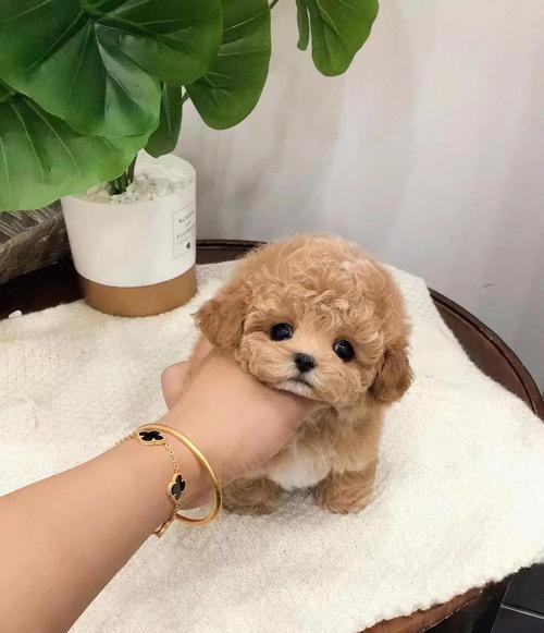 宠物泰迪幼犬的饮水需求解析(泰迪犬对不同水源的适应能力及建议)(图3) 宠物泰迪幼犬的饮水需求解析(泰迪犬对不同水源的适应能力及建议)(图3)