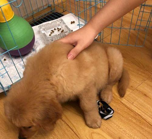 探究金毛尿为什么是白色(解密金毛尿液的成分和特点)(图3) 探究金毛尿为什么是白色(解密金毛尿液的成分和特点)(图3)