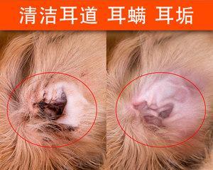 宠物泰迪幼犬的饮水需求解析(泰迪犬对不同水源的适应能力及建议)(图2) 宠物泰迪幼犬的饮水需求解析(泰迪犬对不同水源的适应能力及建议)(图2)